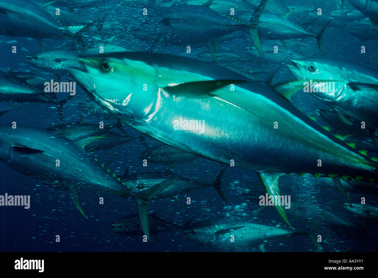 Yellowfin Tuna Yellowfin fish mexico hi-res stock photography and images - Alamy