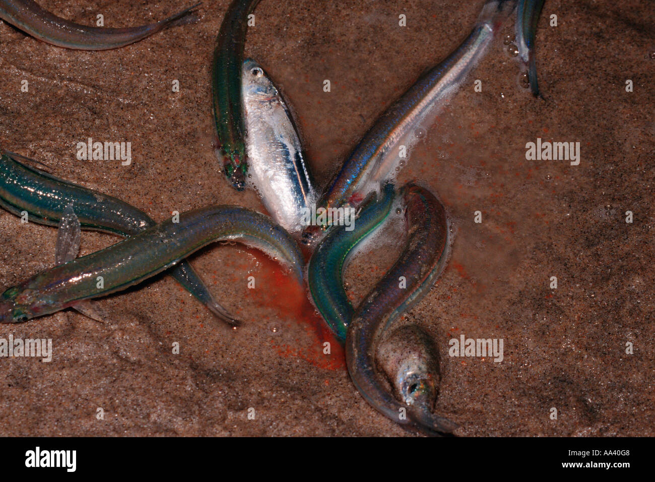 California grunion Leuresthes tenuis Stock Photo Alamy