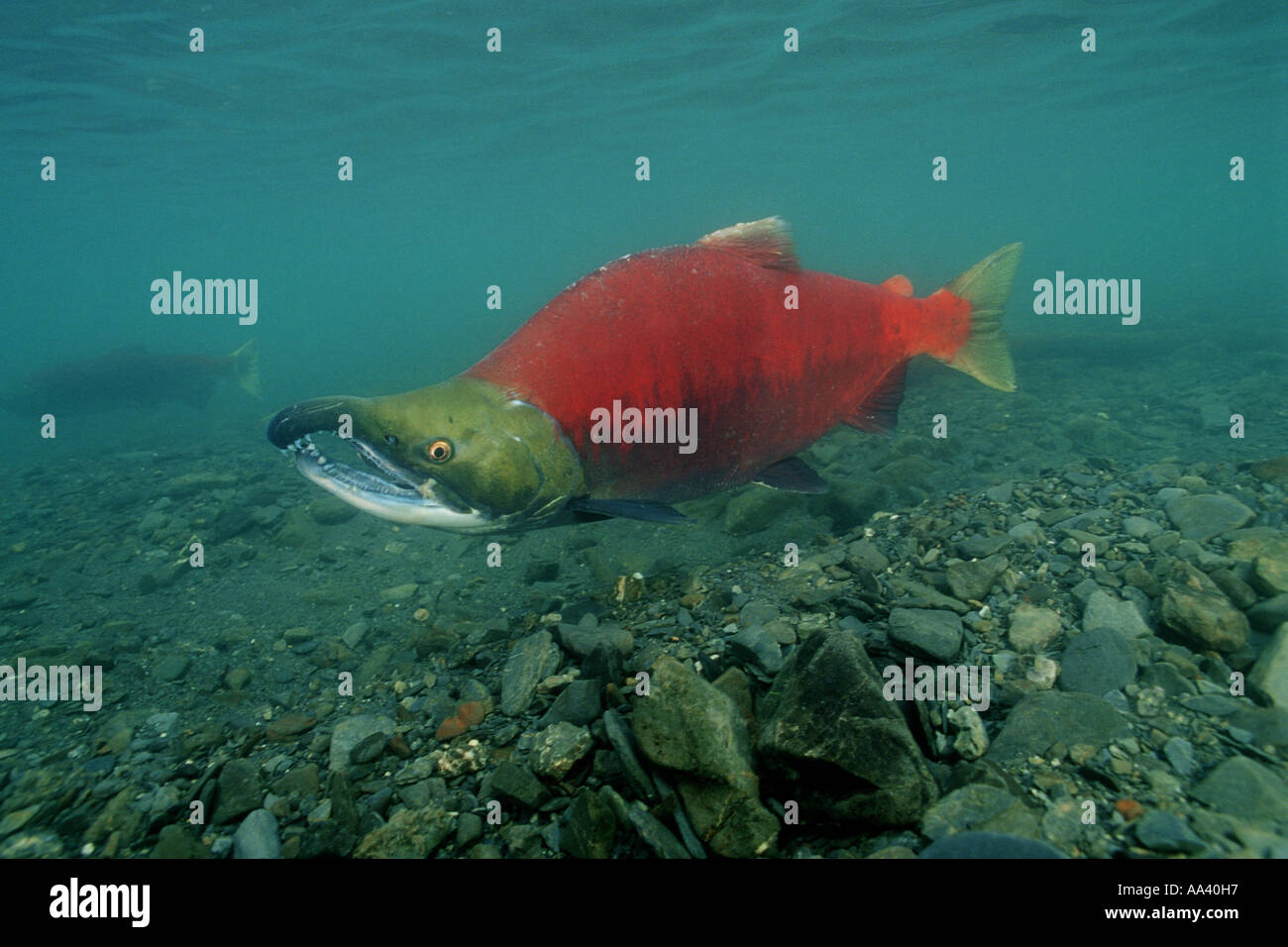 Fish Salmon Sockeye salmon Alaska Stock Photo Alamy