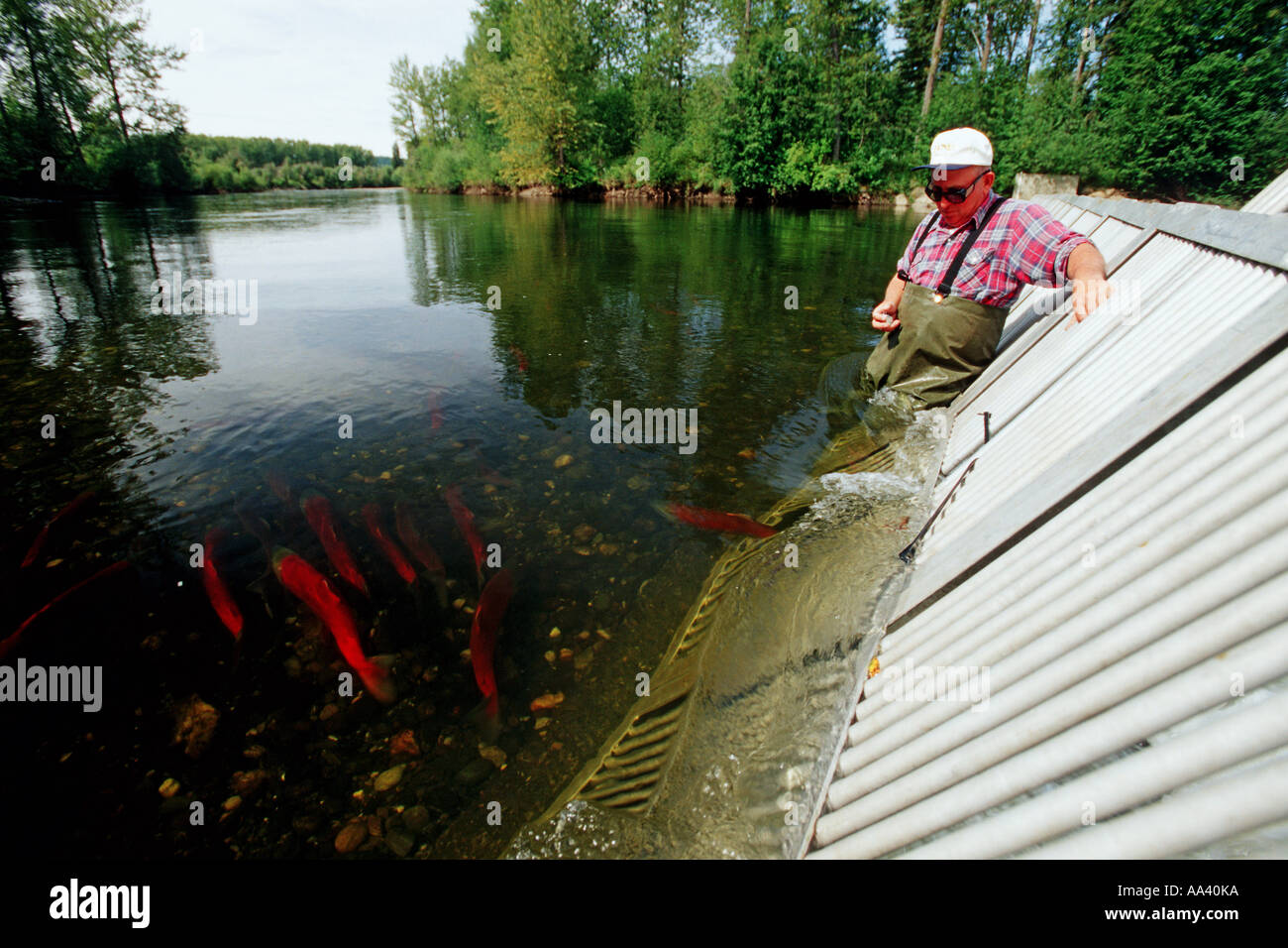 Wildlife biologists tag and release Sockeye salmon Stock Photo Alamy