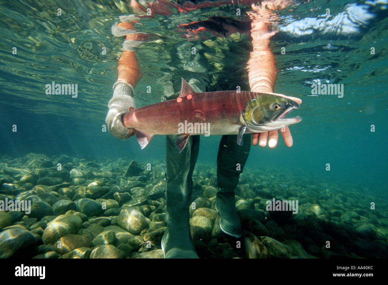 Wildlife biologists tag and release Sockeye salmon Stock Photo Alamy