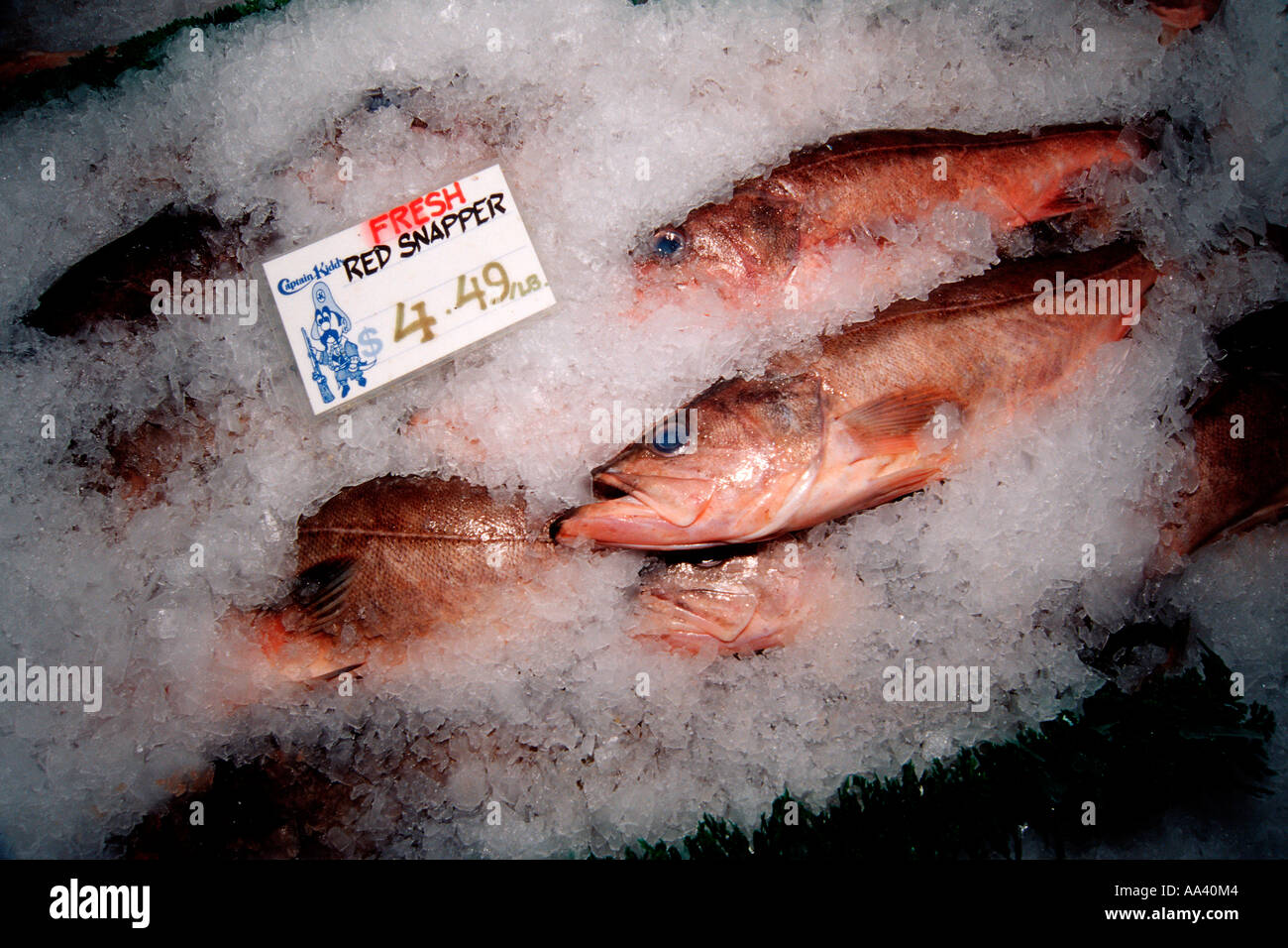 Bocaccio Sebastes paucispinis is one of the rockfish sold as Red Snapper Stock Photo Alamy