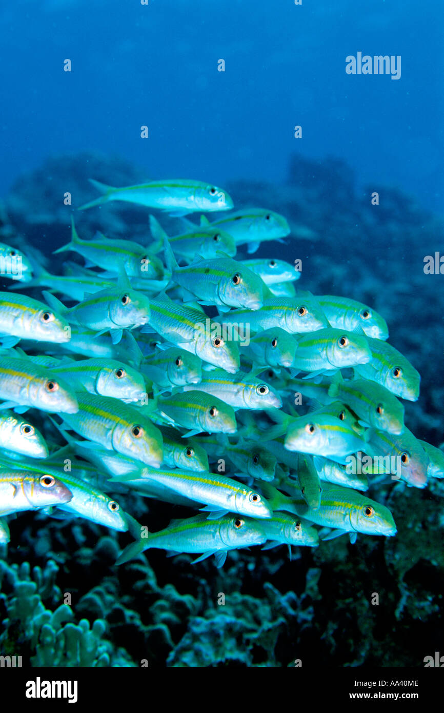 Yellowfin goatfish Mulloides vanicolensis is found in the Pacific often seen in schools over the coral reef Hawaii Stock Photo