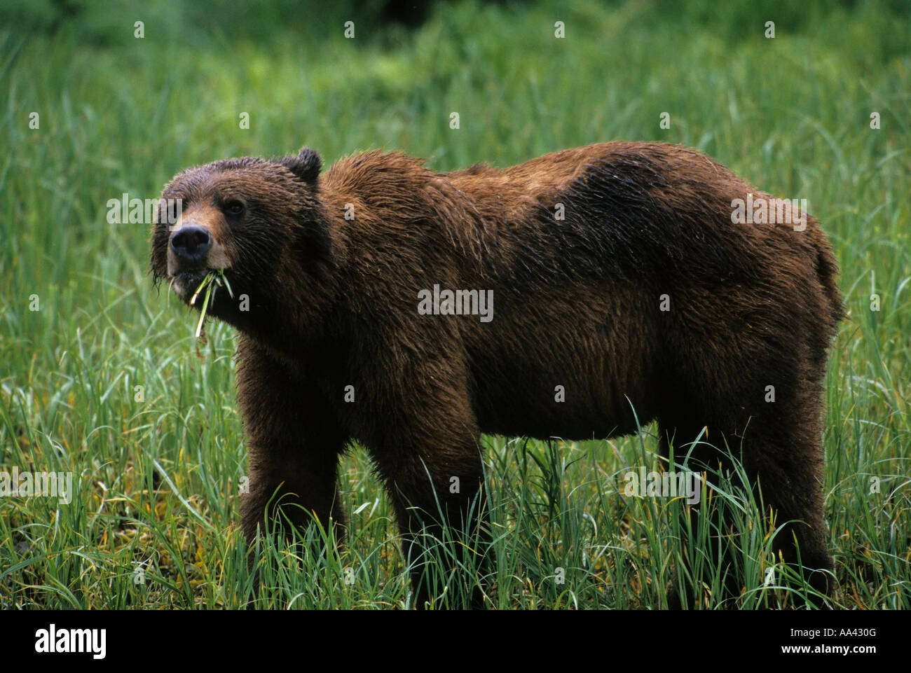 Grizzly bear eating sedges in estuary, Knight Inlet, British Columbia, Canada Stock Photo