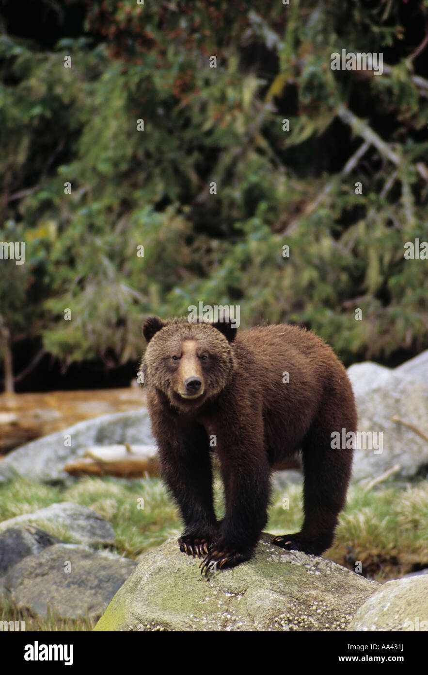 Grizzly bear on rock Knight Inlet British Columbia Stock Photo