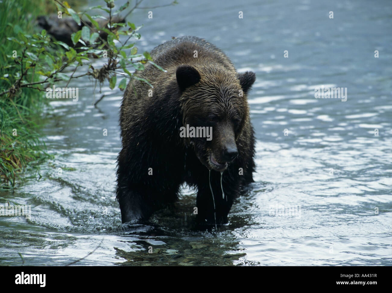 Grizzly bear in creek Hyder Alaska Stock Photo Alamy