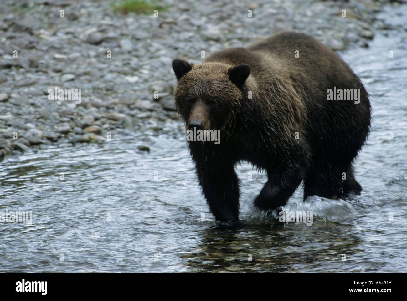Grizzly bear in creek Hyder Alaska Stock Photo Alamy