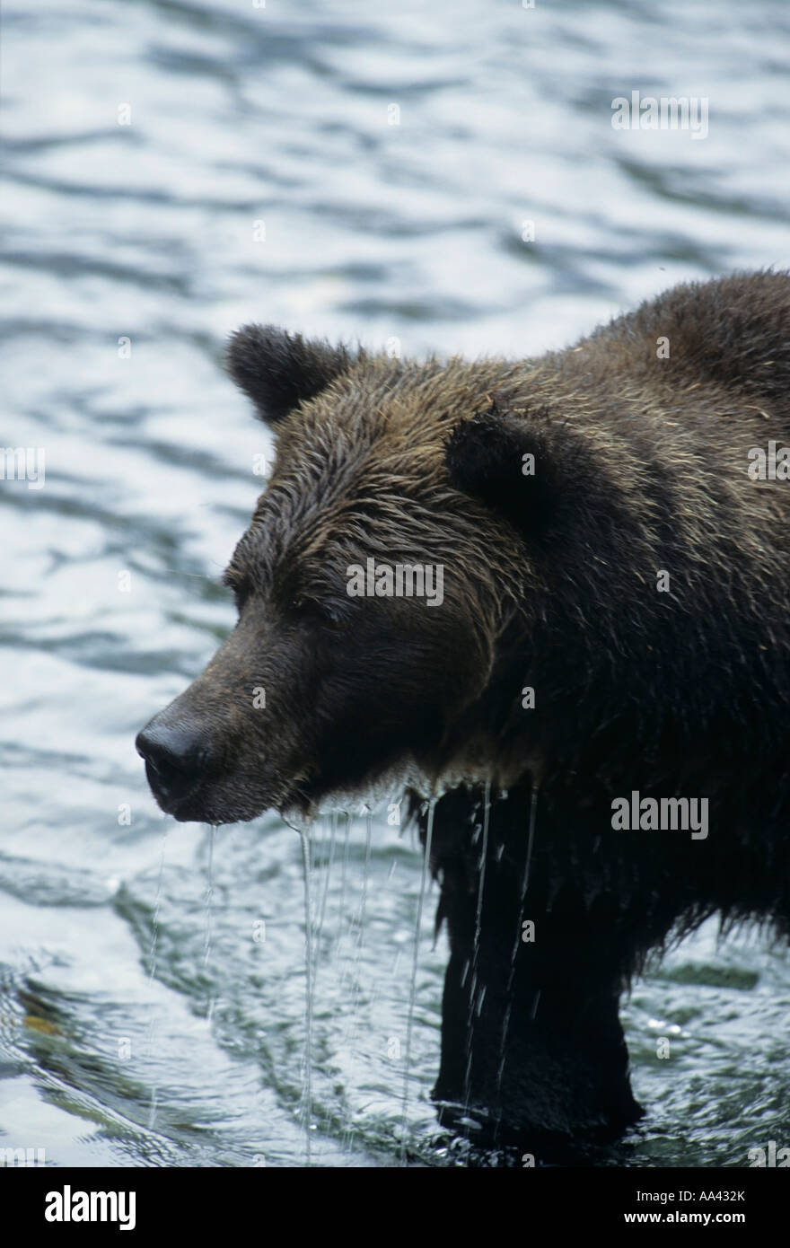 Grizzly bear in creek Hyder Alaska Stock Photo Alamy