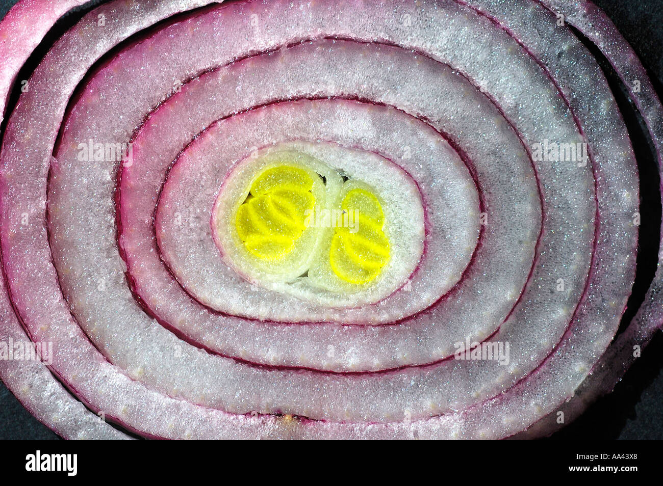 Crosssection of an onion Stock Photo Alamy