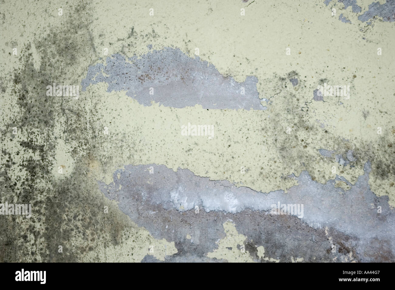 Mildew on wall Stock Photo Alamy