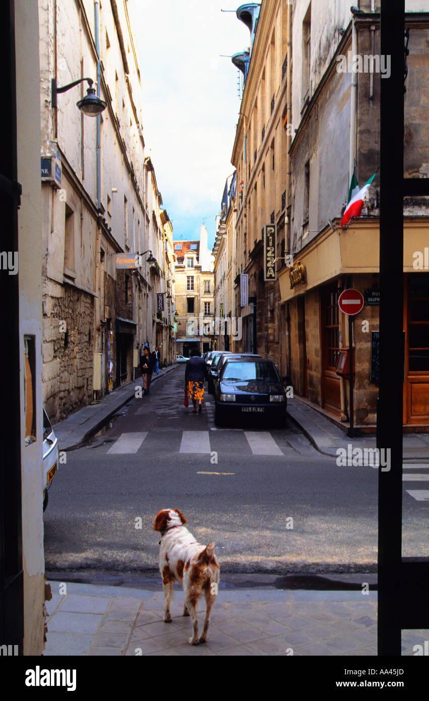 Paris deserted street scene on Sunday morning. Dog standing in doorway alone. Stock Photo