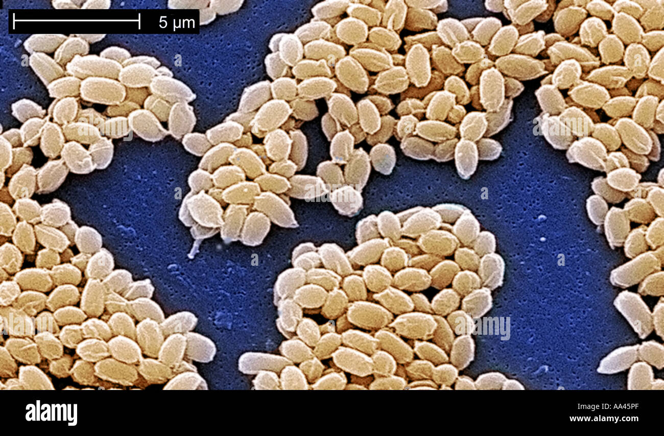 Spores Sem Hi-res Stock Photography And Images - Alamy