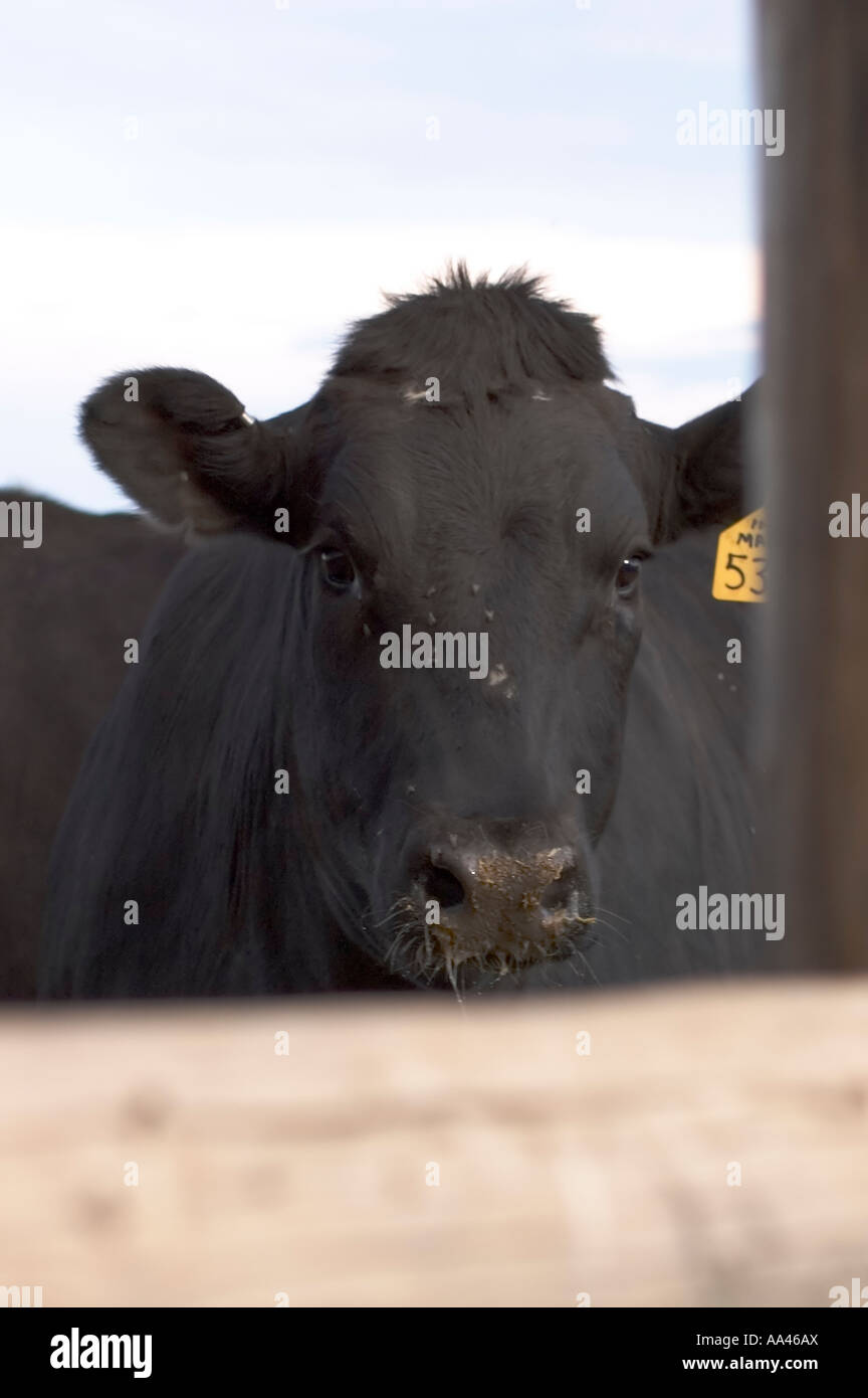 Black Angus cow peering through a corral fence Stock Photo Alamy