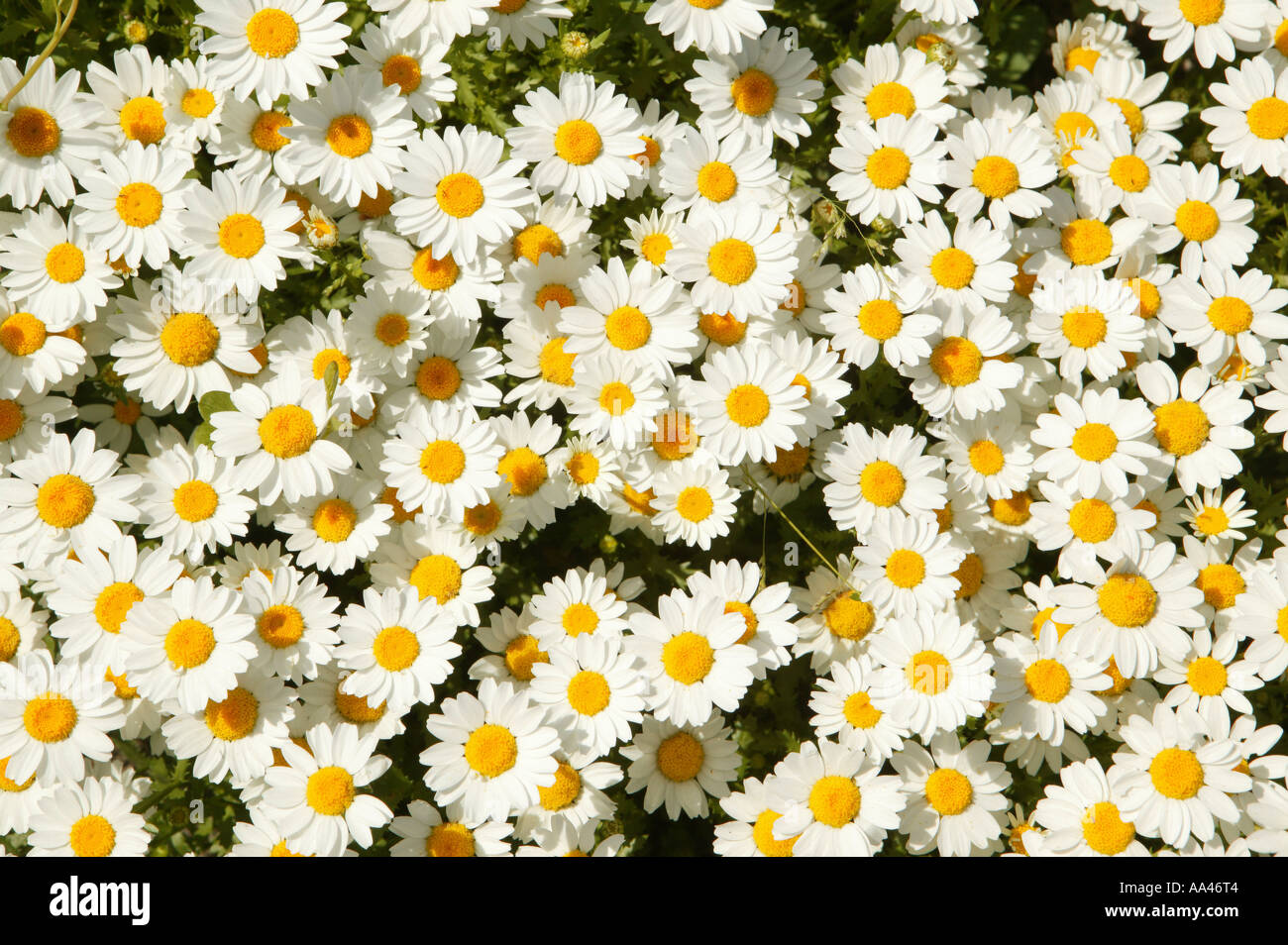 DaisyFlower, Daisy, Colour, Plant,Garden, Colors, Vegetation, Colourful,  Flores, Natural, Yelow, White, Colores, Petals, Margari Stock Photo - Alamy