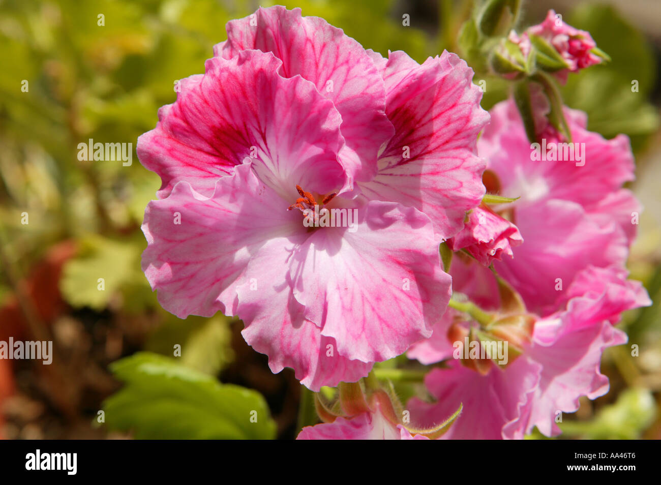 Flor natural hi-res stock photography and images - Alamy