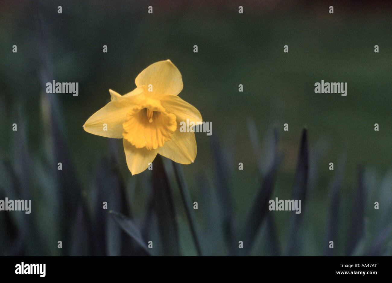 Single daffodil flower against natural background, Sutton, Surrey, England Stock Photo