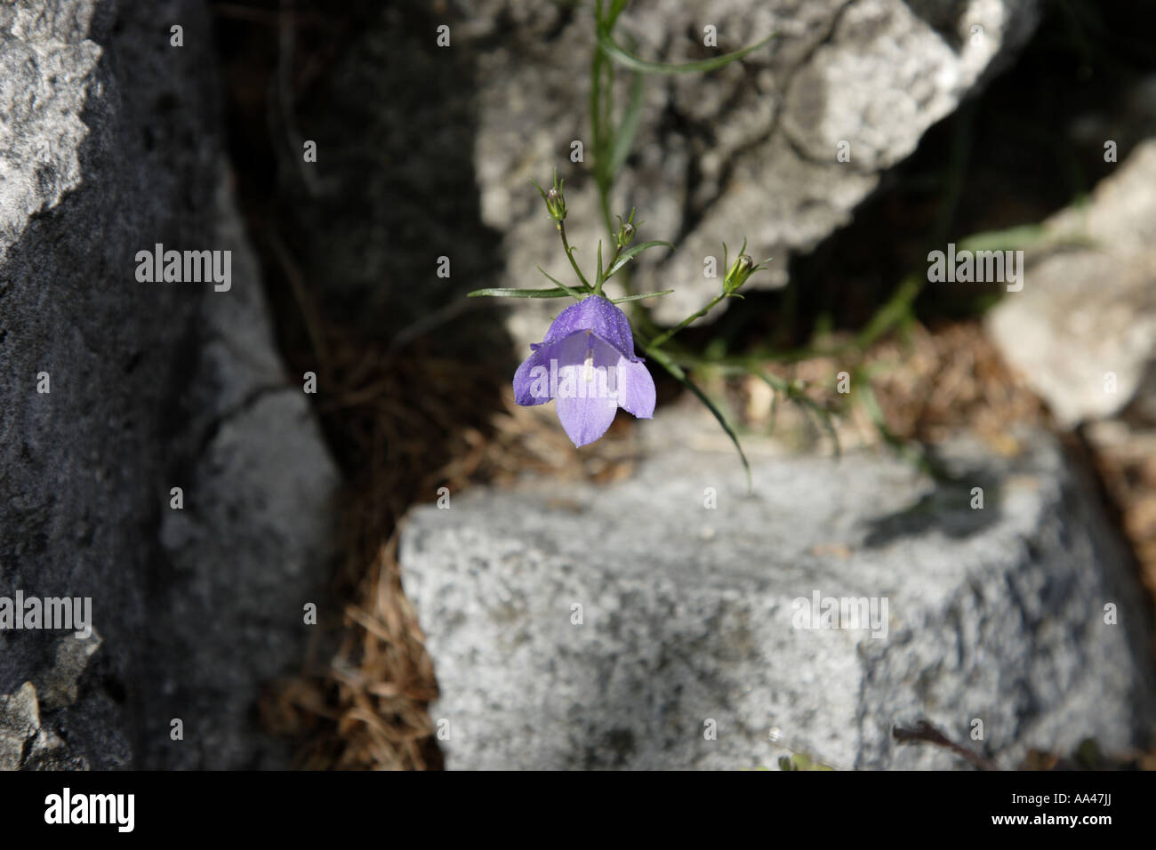 Dolomite region, Italy: Close-up of a Bellflower (Campanula Raineri) Stock Photo