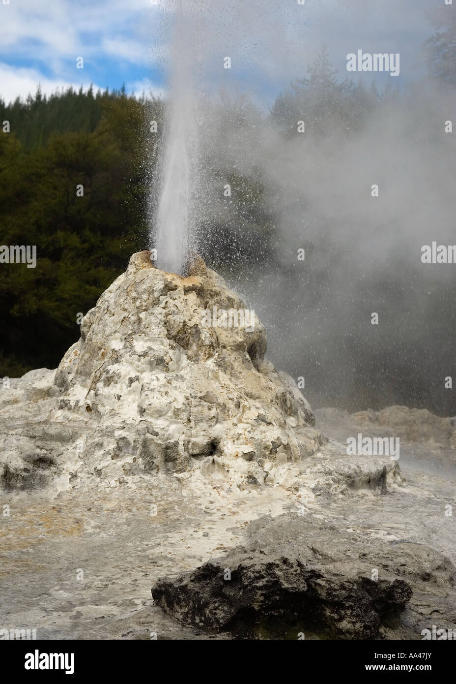 Lady Knox geyser blowing at Rotorua, North island, New Zealand Stock