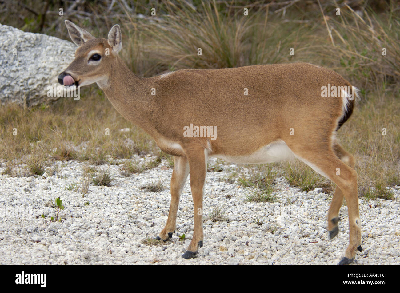 Key deer an endangered species on Big Pine Key National Wildlife Refuge  Florida. Digital photograph Stock Photo - Alamy