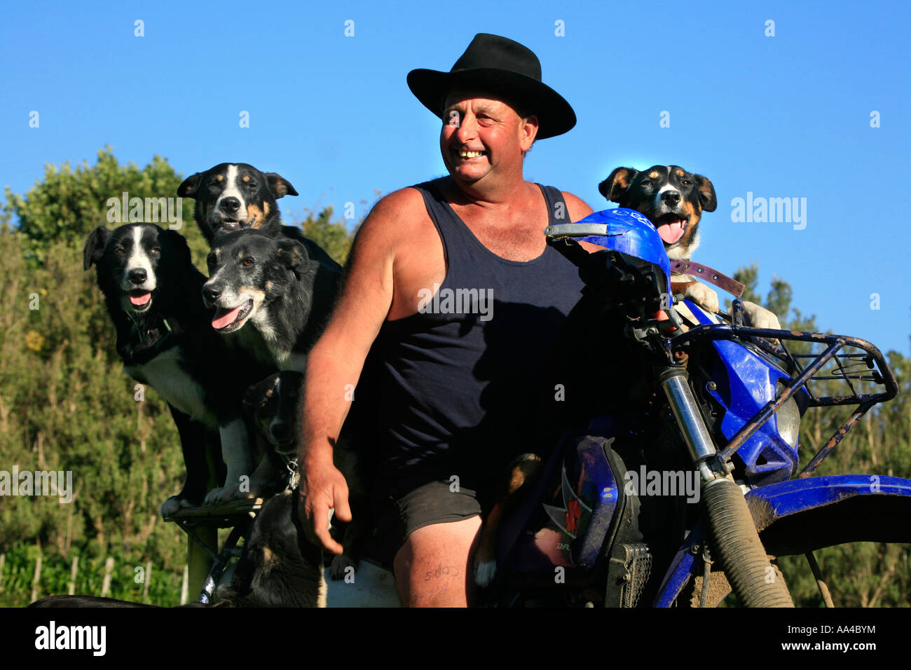 Kiwi sheep farmer with dogs Stock Photo
