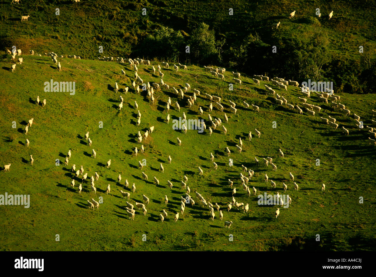 An aerial view of sheep on farm in New Zealand Stock Photo