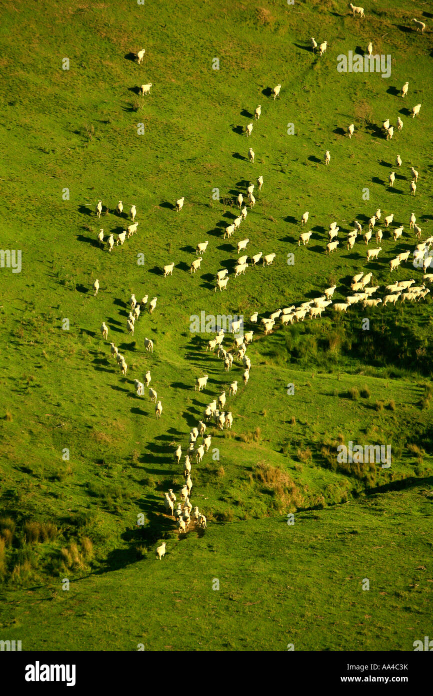 An aerial view of sheep on farm in New Zealand Stock Photo
