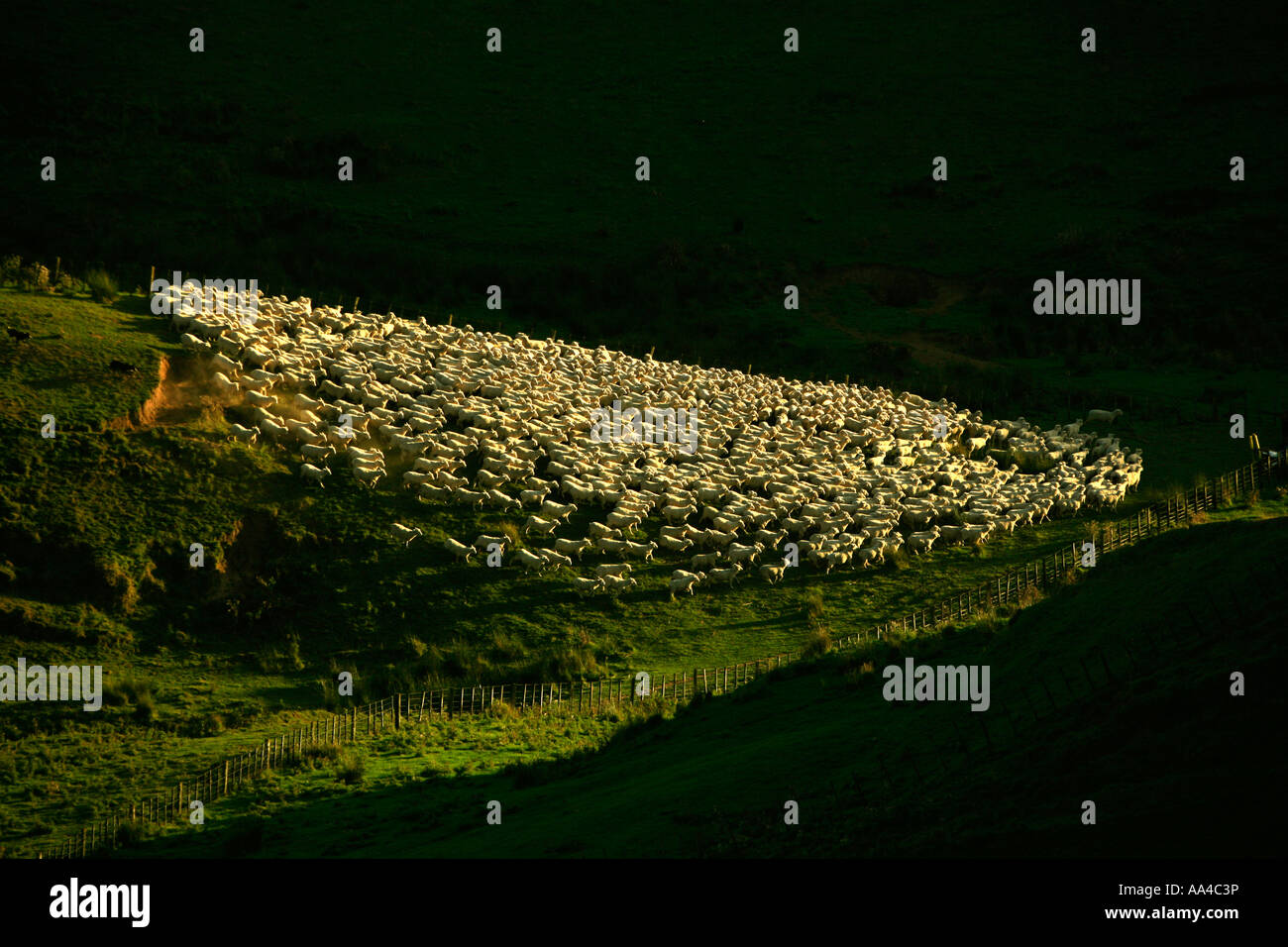 New Zealand farm scene with sheep Stock Photo