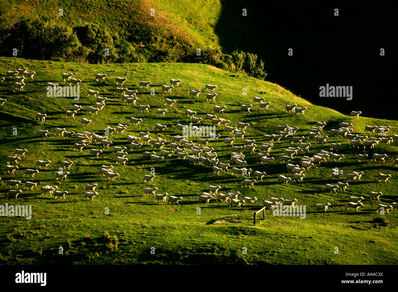 New Zealand farm scene Stock Photo