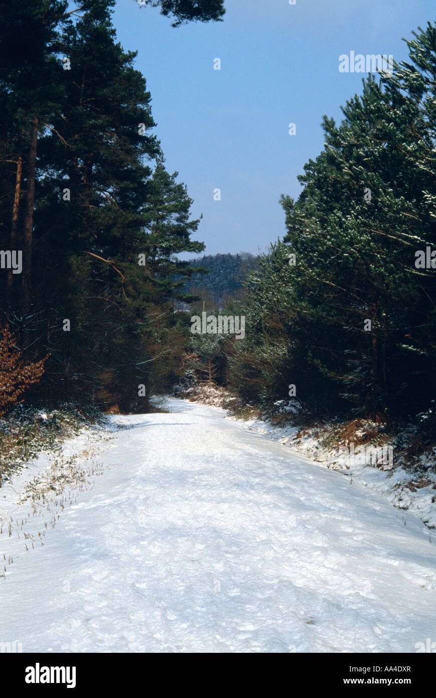 Snow covered road in the Forest of Dean Stock Photo - Alamy