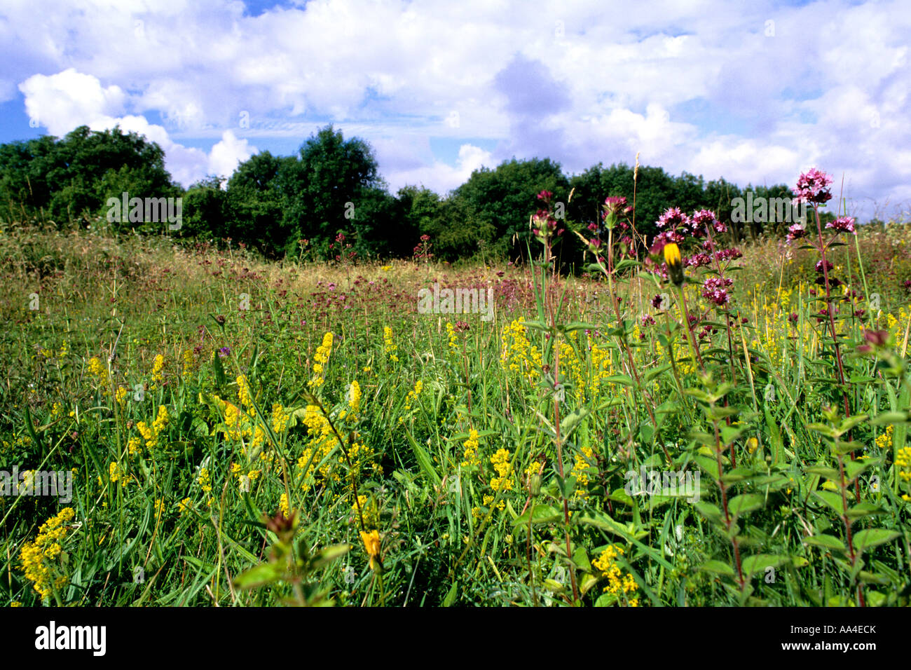 Chalk grassland habitat hires stock photography and images Alamy