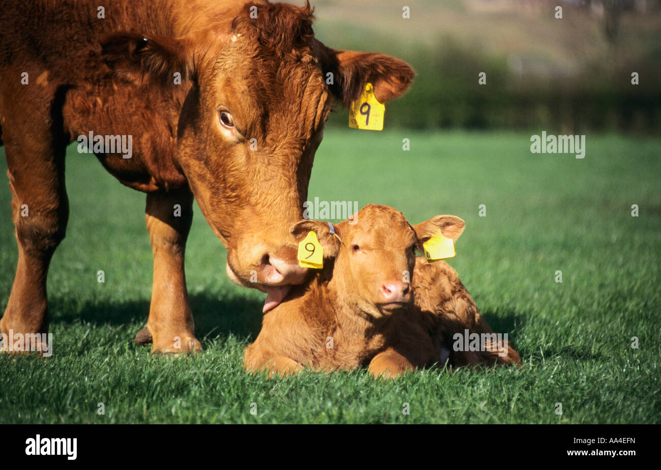 cow and calf with ear tags, Essex Stock Photo - Alamy