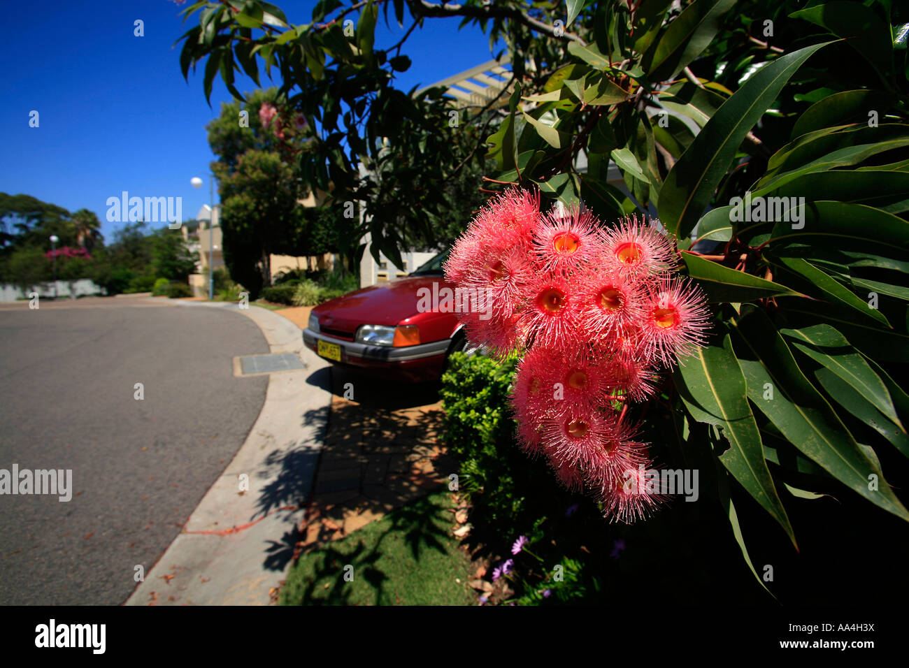 A pink flowering gum on the roadside in a Sydney suburb Australia Stock Photo