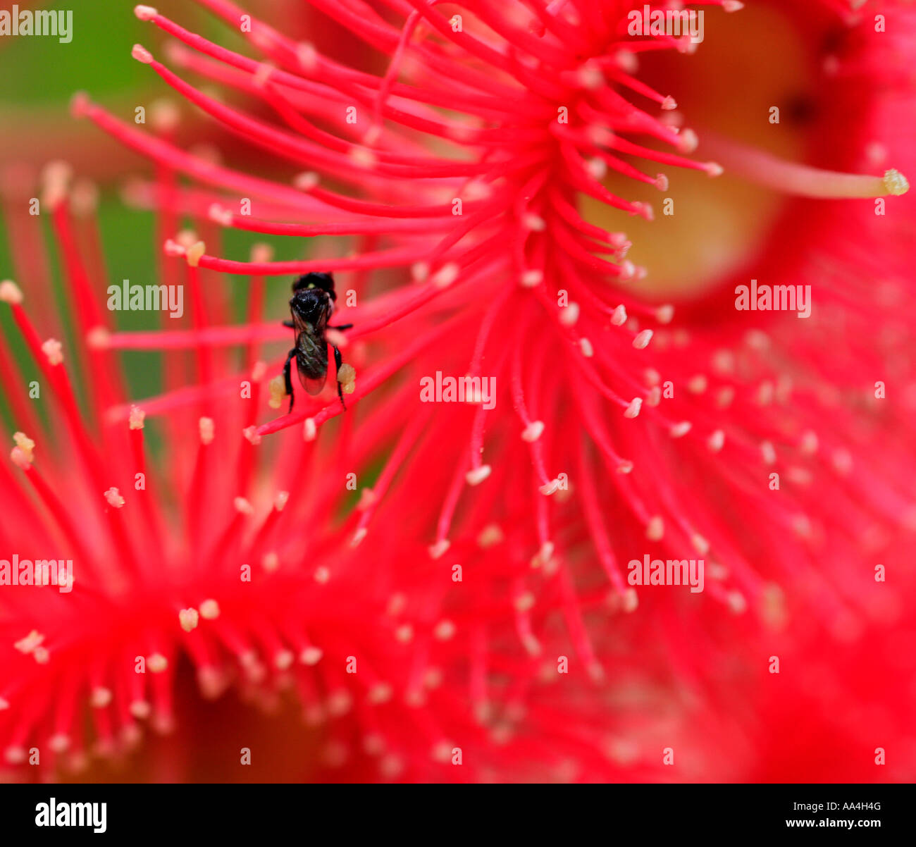 The Australian native bee collects pollen from a pink Australia flowering gum Stock Photo