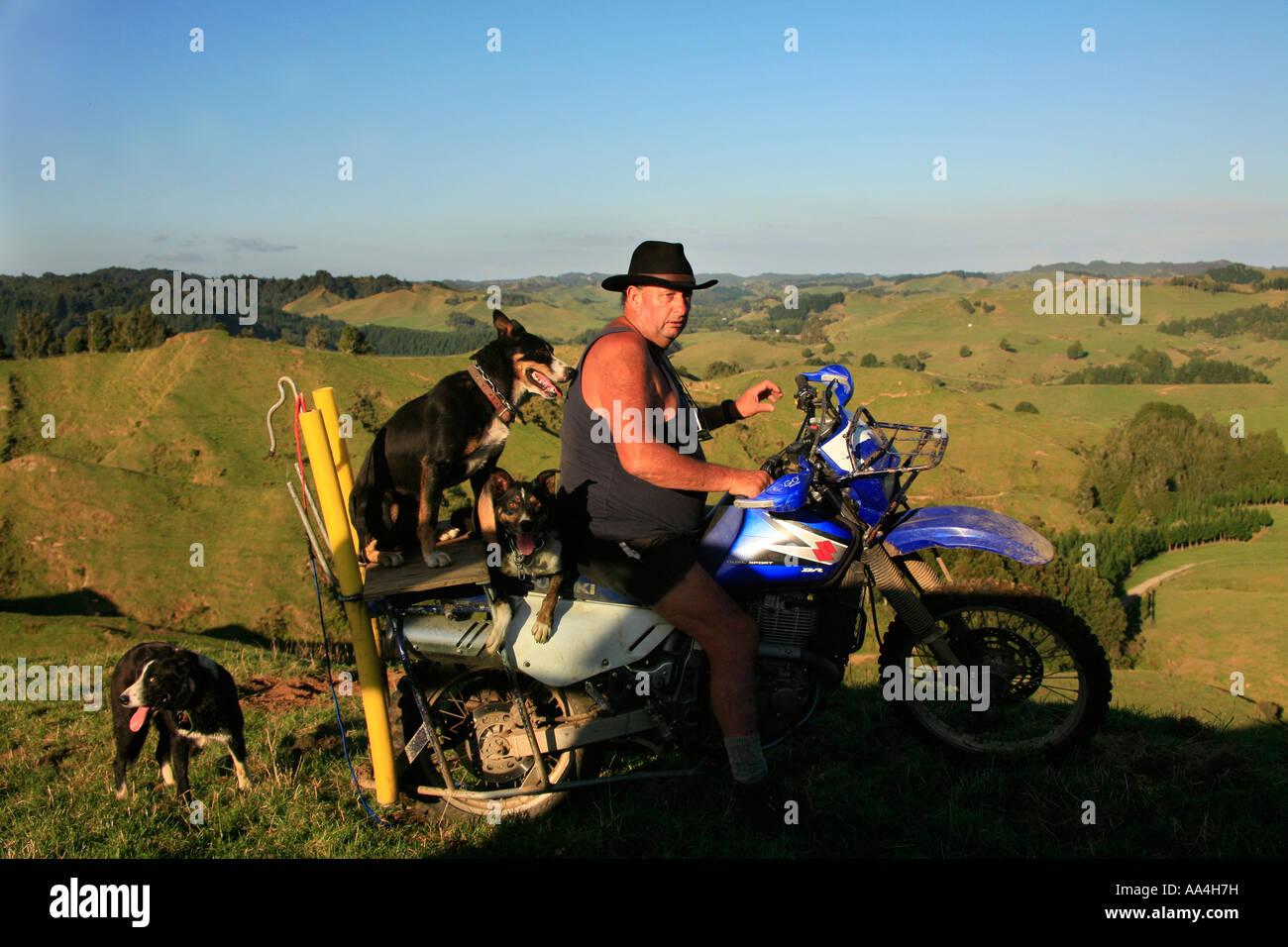 Bryan Hocken of Tararta East Taranaki with some of his dogs and his bike on the tops of his farm Stock Photo