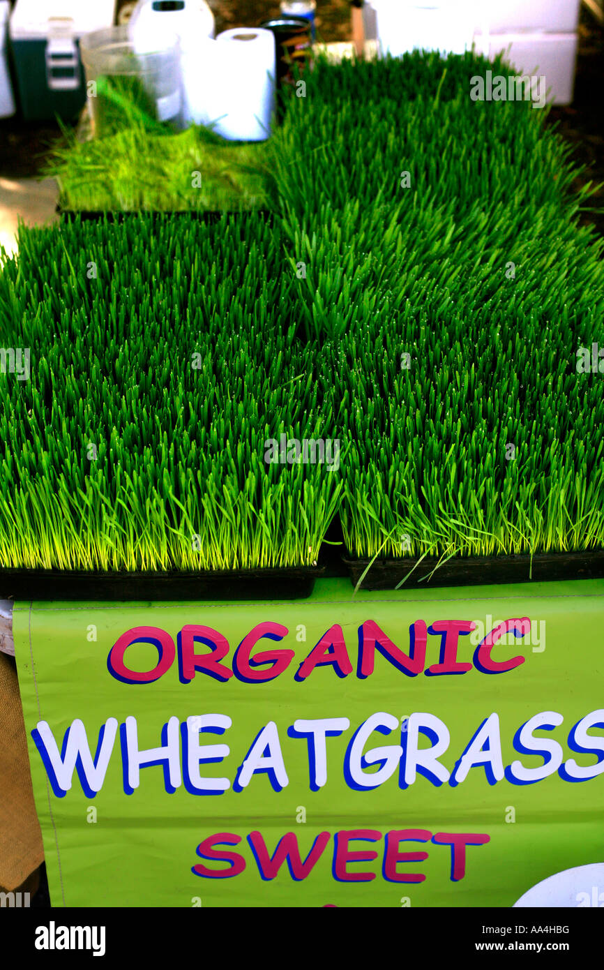 Organic wheatgrass for sale at Byron bay produce markets NSW Australia Stock Photo