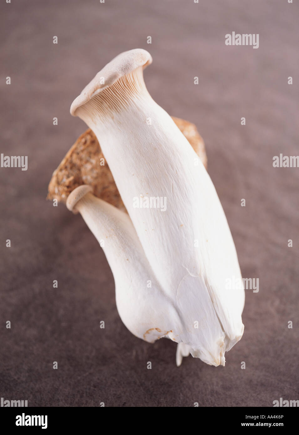 mushroom, Cladobotryum varium Stock Photo