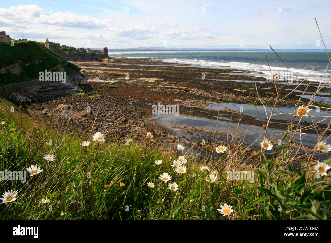 st andrews beach flowers fife scotland uk gb Stock Photo - Alamy
