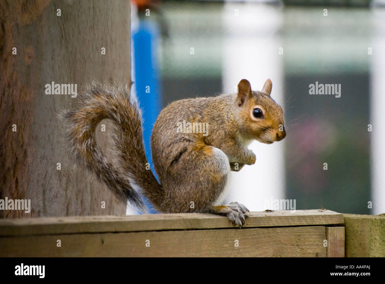 squirrel on garden wall Stock Photo - Alamy