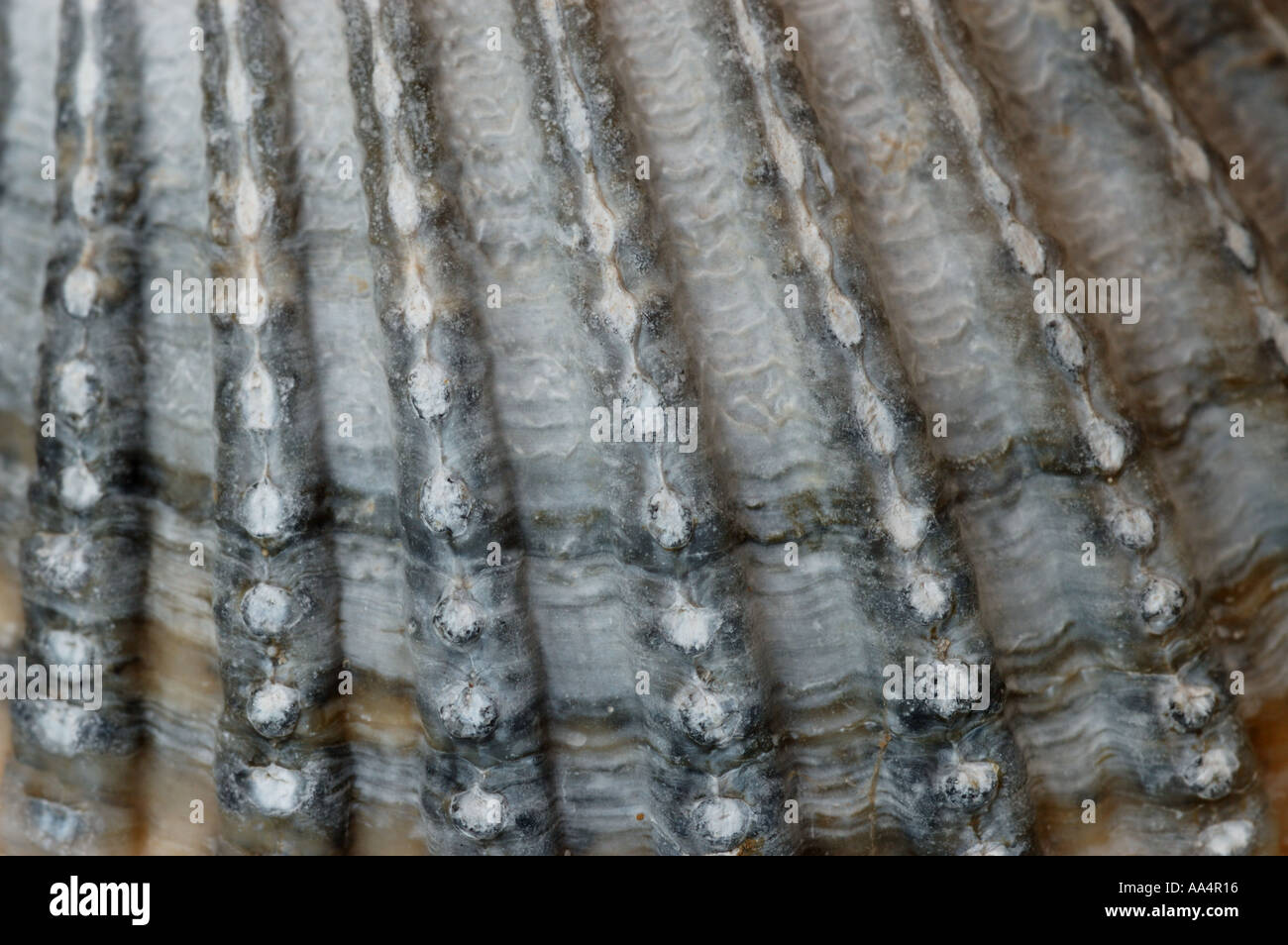 Cockleshell Structure Shell ridges hi-res stock photography and images - Alamy