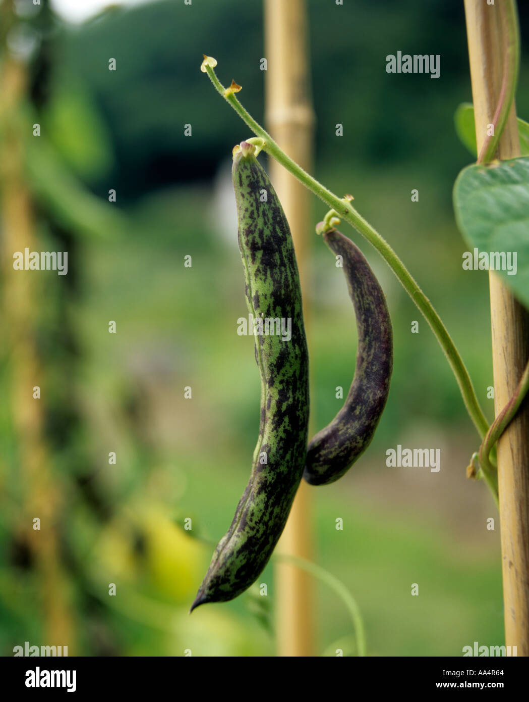ORGANIC FRENCH BEANS CHEROKEE TRAIL OF TEARS GROWING ON CANES IN GARDEN