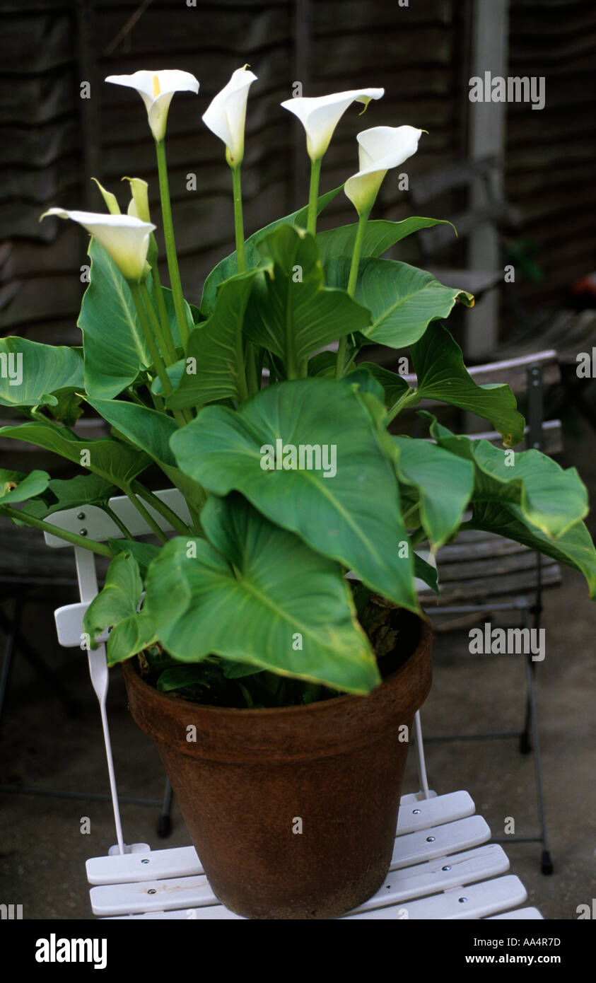 ARUM LILY ZANTEDESCHIA GROWING IN TERRACOTTA POT ON GARDEN CHAIR IN GARDEN  PREFERS DAMP WET SOIL CAN GROW AT SIDE OF POND Stock Photo - Alamy