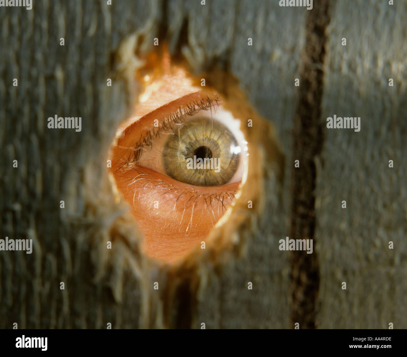 Eye Looking Through Hole In Wooden Fence Stock Photo Alamy