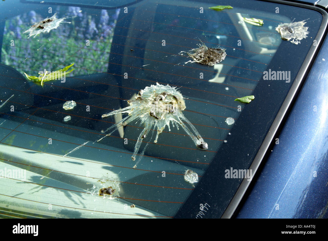 How To Remove Bird Poop Stains From Your Car