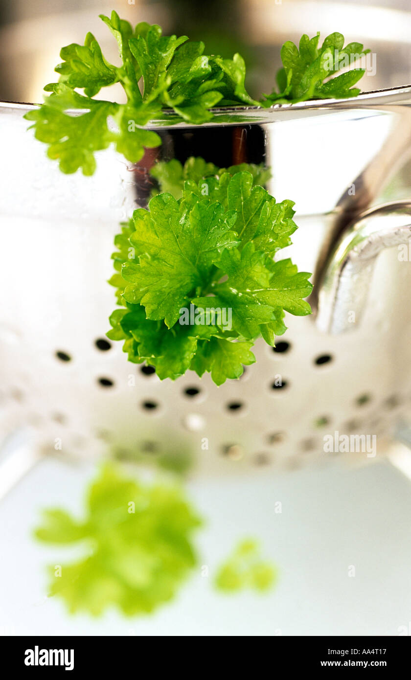 ORGANIC PARSLEY IN STAINLESS STEEL COLANDER ON WHITE BACKGROUND Stock Photo