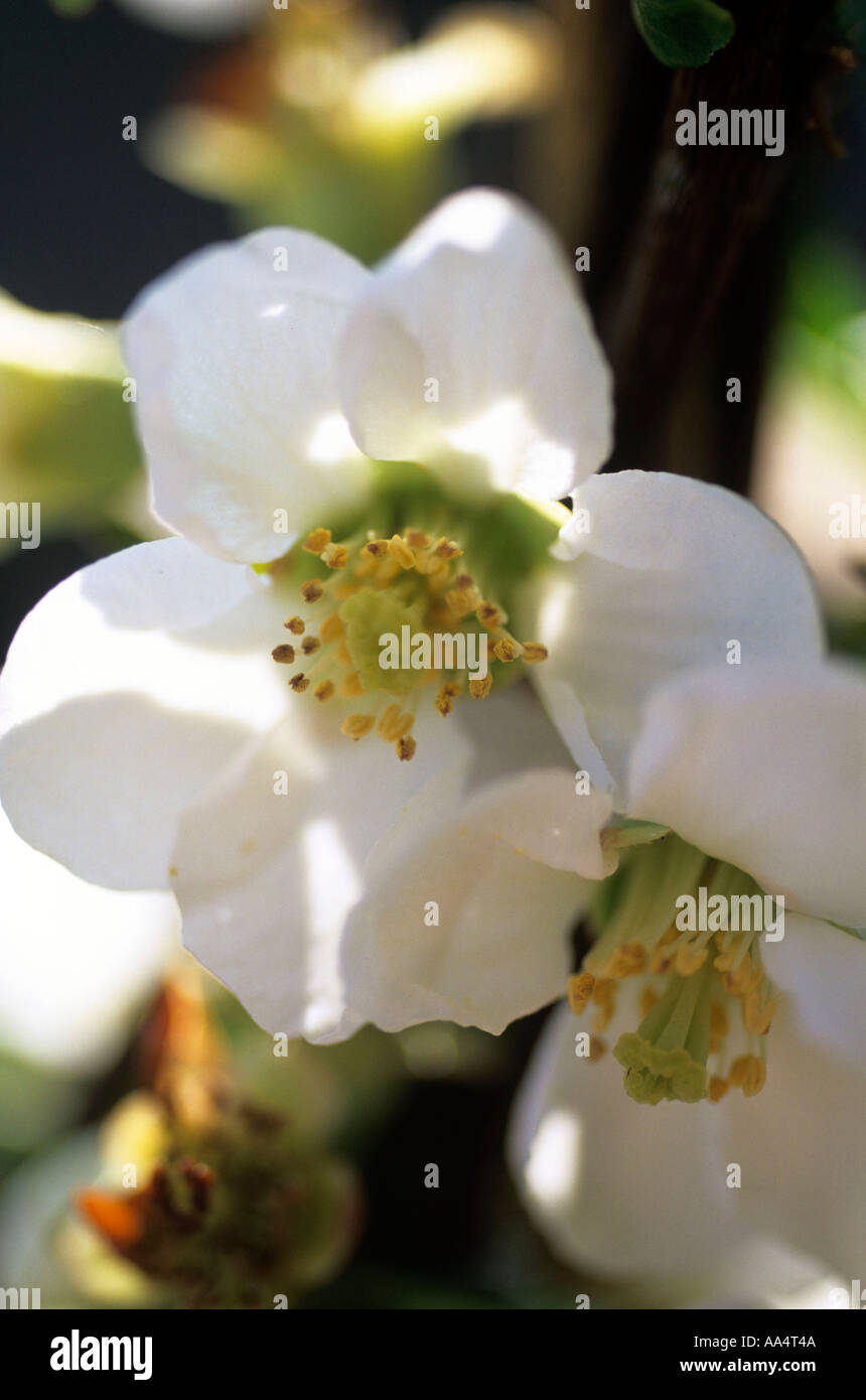 WHITE QUINCE FLOWER GROWING IN GARDEN Stock Photo - Alamy