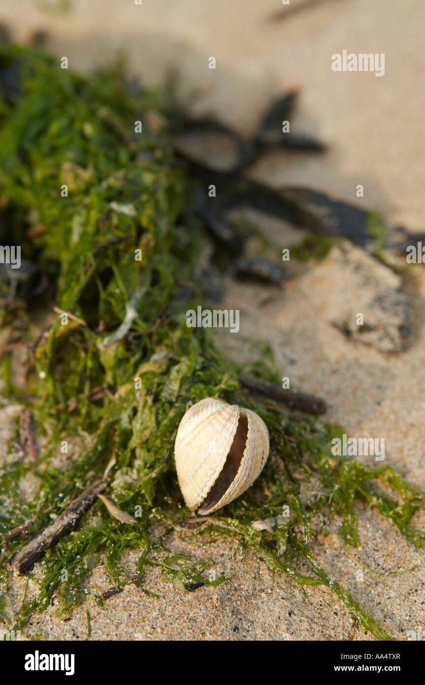 Hinged shell hi-res stock photography and images - Alamy