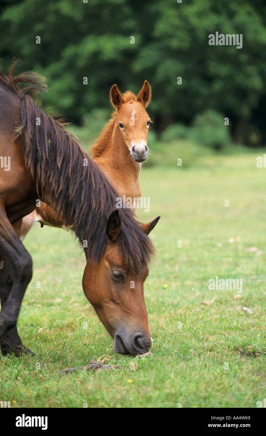 New Forest pony horse - mare with foal Stock Photo