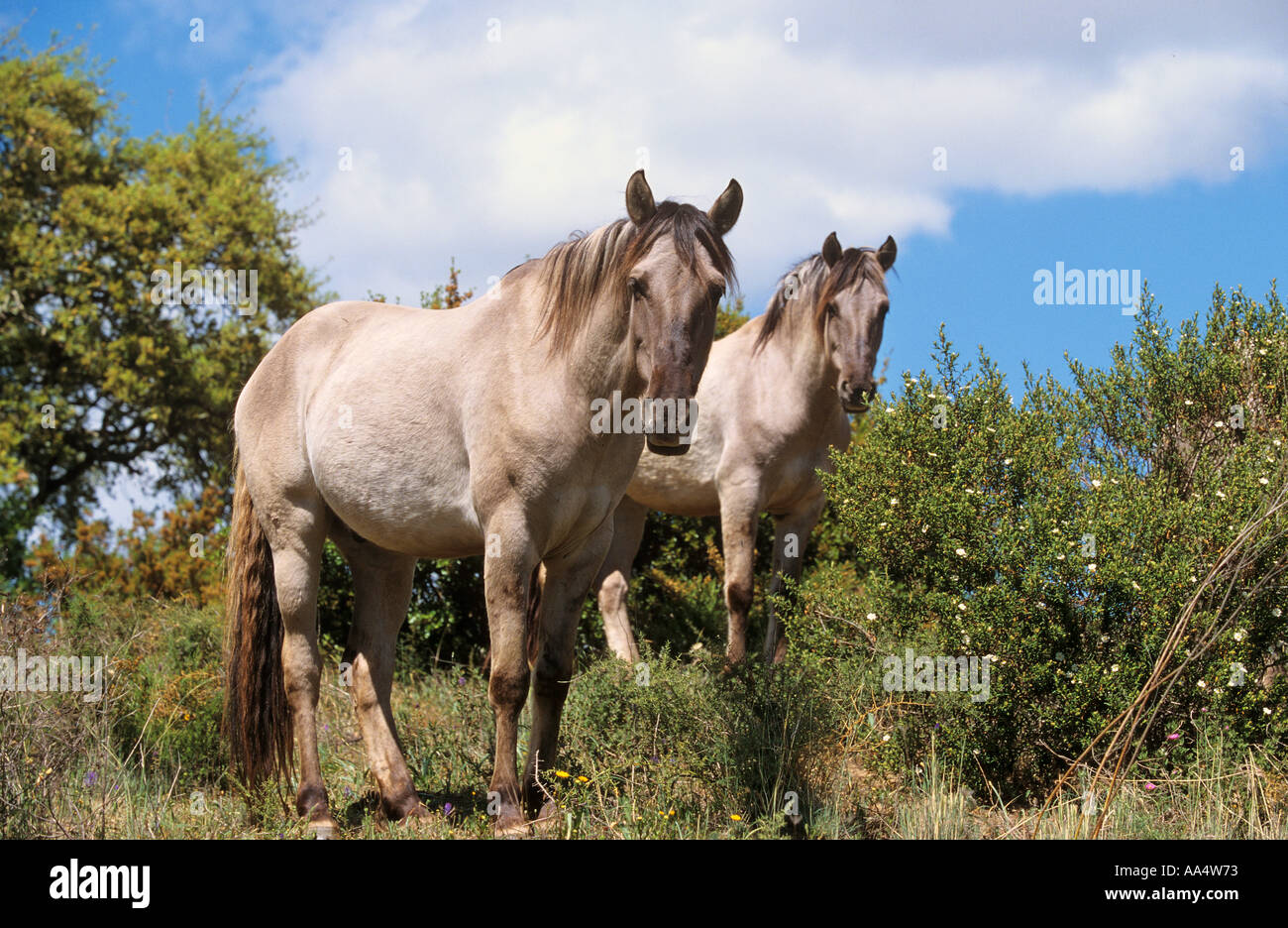 two Sorraia horses standing Stock Photo Alamy