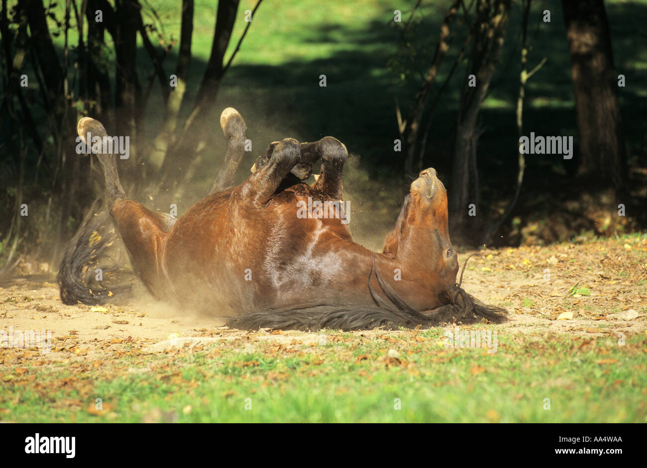 Horses rolling in sand hi-res stock photography and images - Alamy