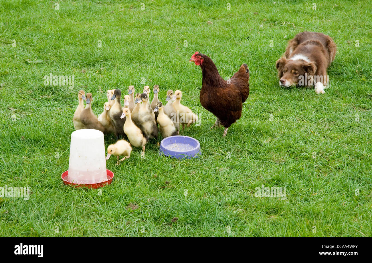 Sheepdog herding a hen and ducklings around a mini obstacle course Stock Photo